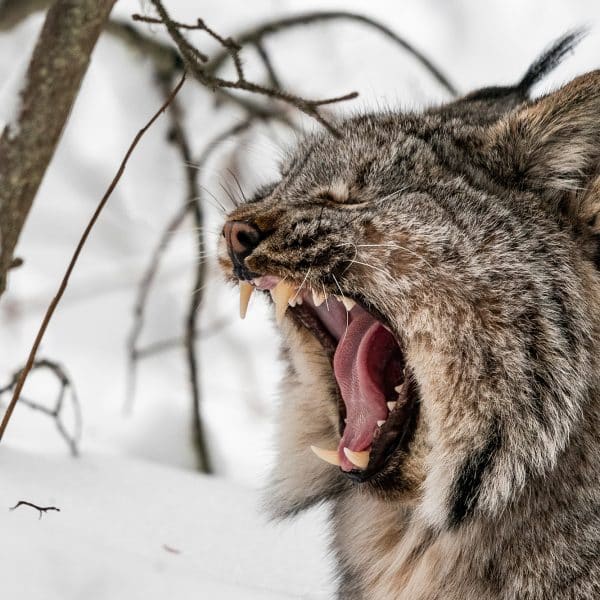 Lynx-Canada-baillant-Yukon
