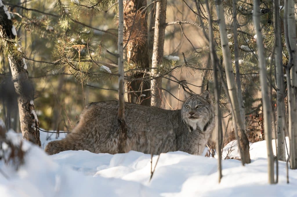 Lynx-Canada-foret-Yukon