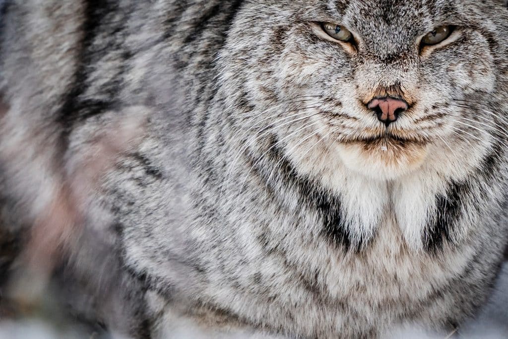 Lynx-Canada-portrait-2-Yukon