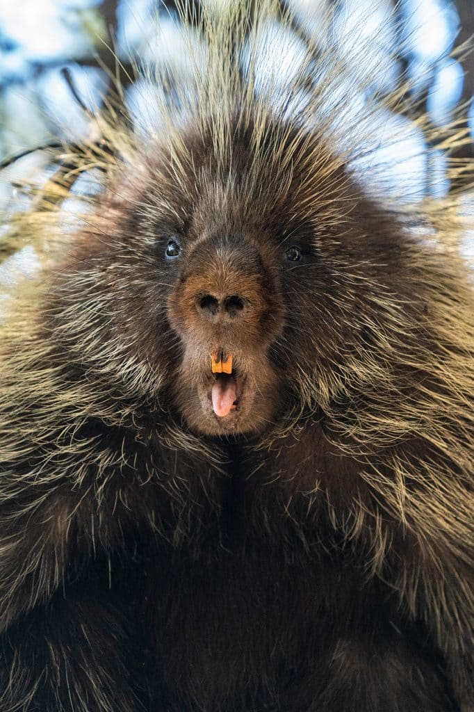 Porcupine