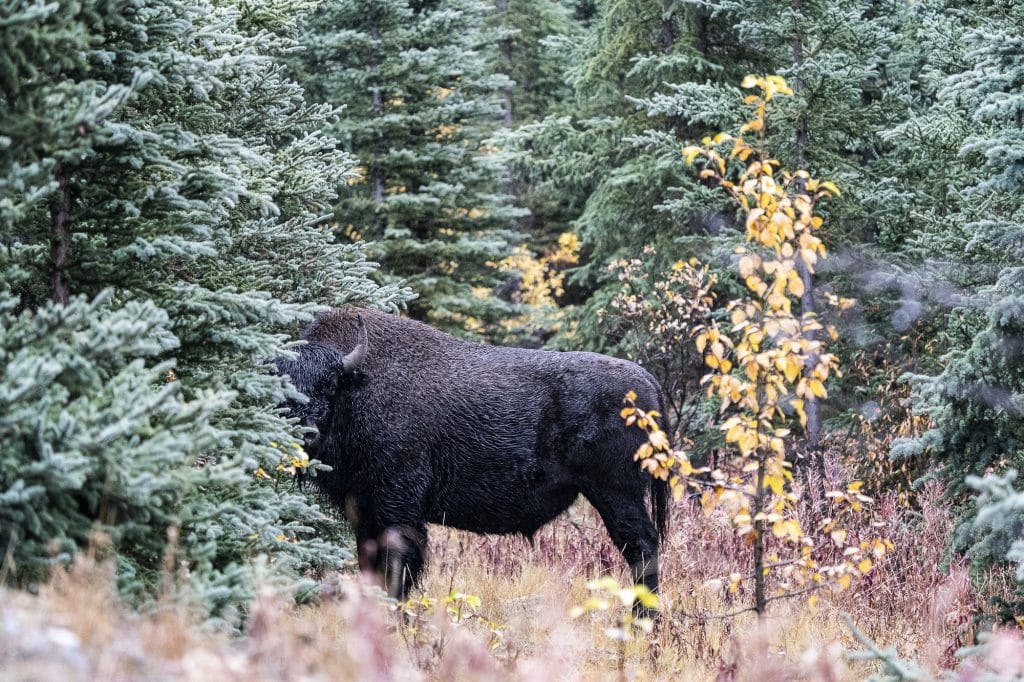 bison
