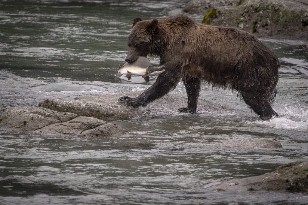 ours et poisson