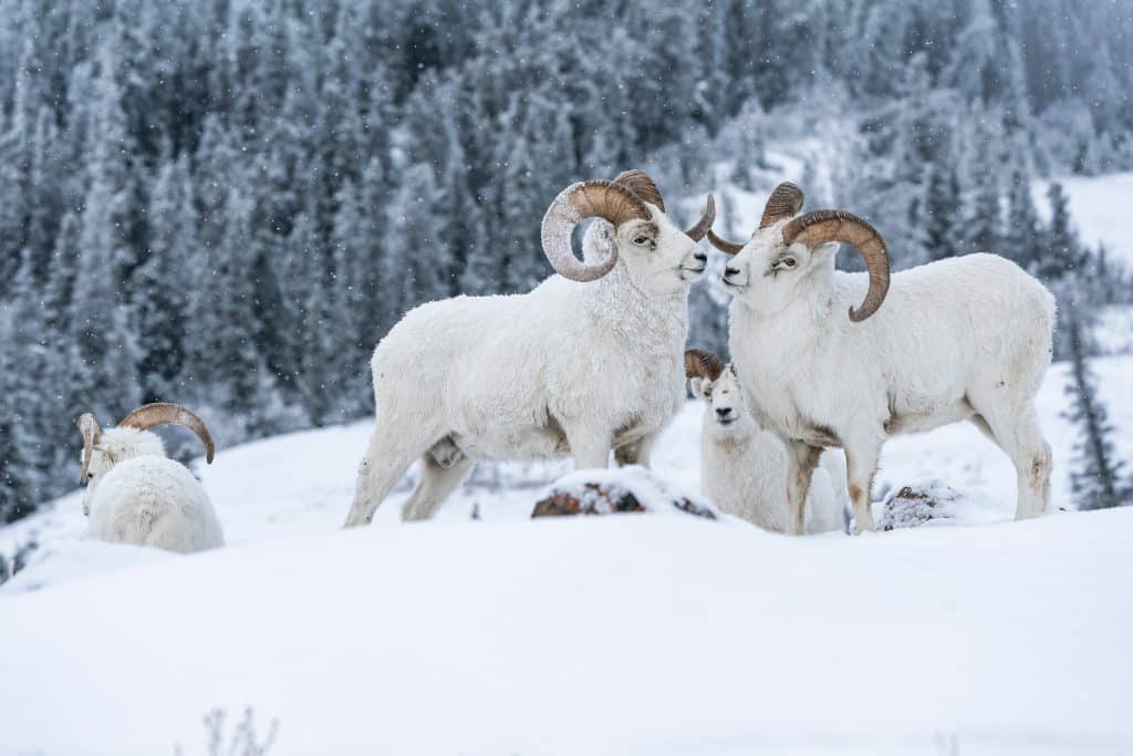 mouflon-de-dall-01