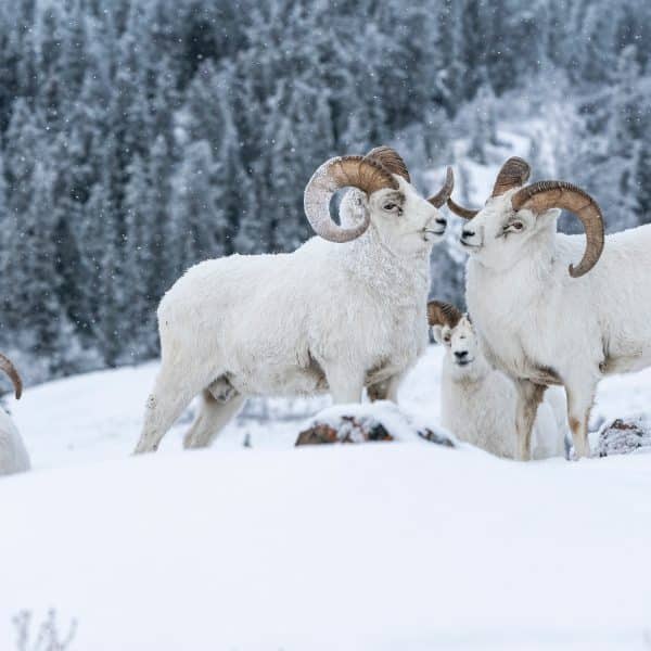 mouflon-de-dall-01