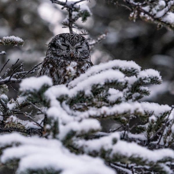 owl-Yukon