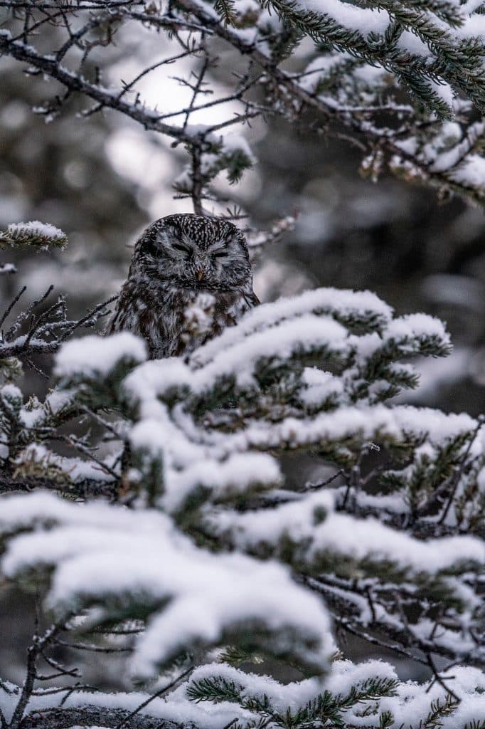 owl-Yukon