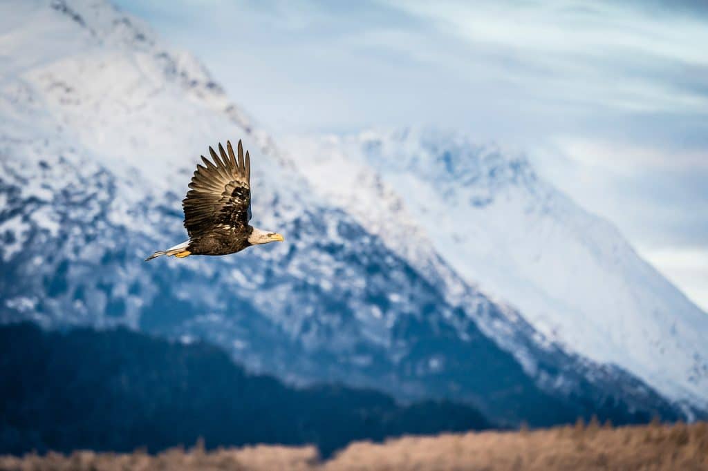 pygargue-a-tete-blanche-alaska-03