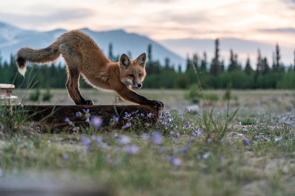 renard-roux