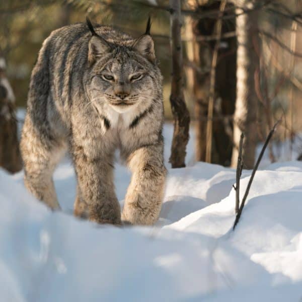 Lynx du Canada neige