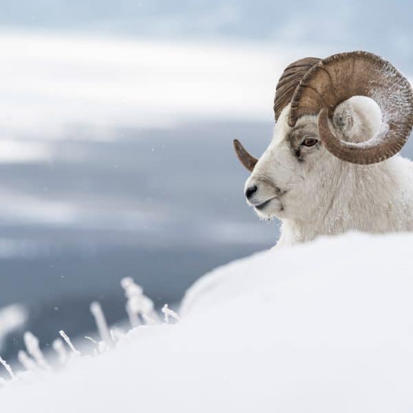 Mouflon de Dall couché dans la neige