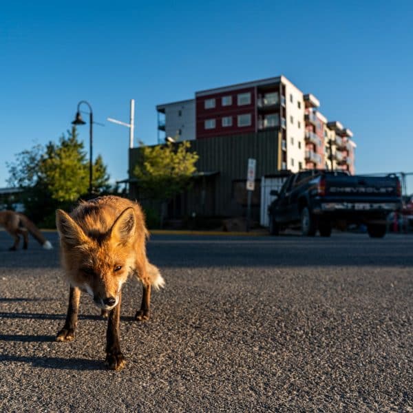 Renards-roux-Whitehorse