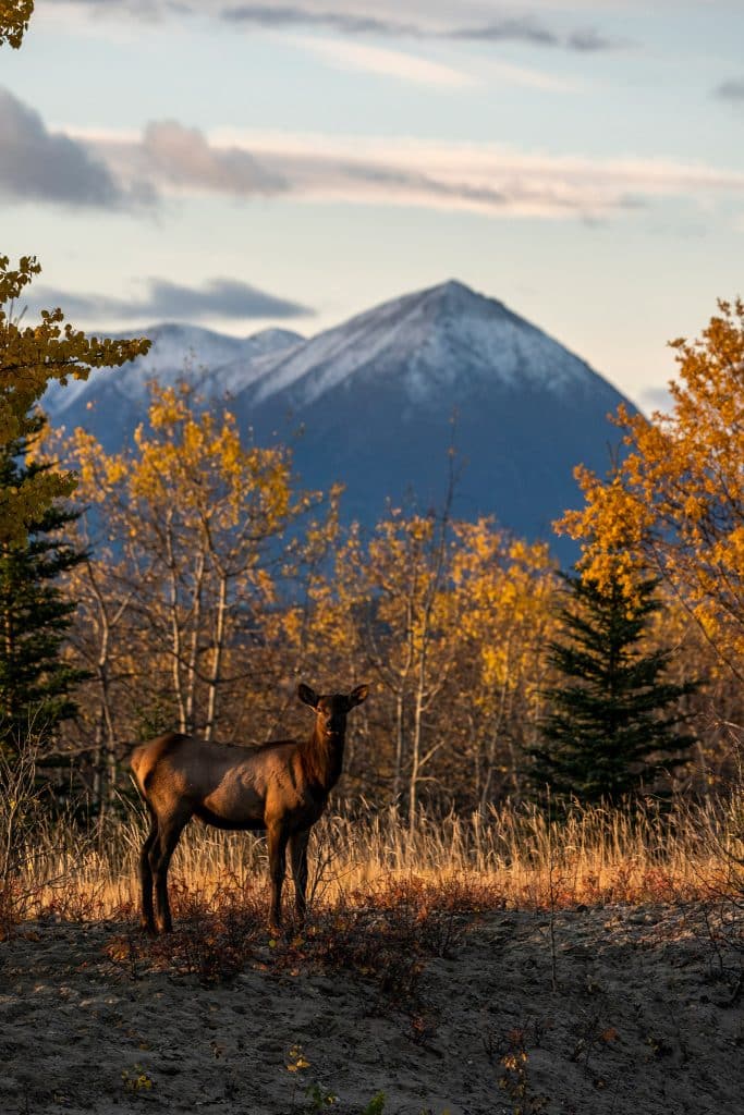 Wapiti couleurs d'automne