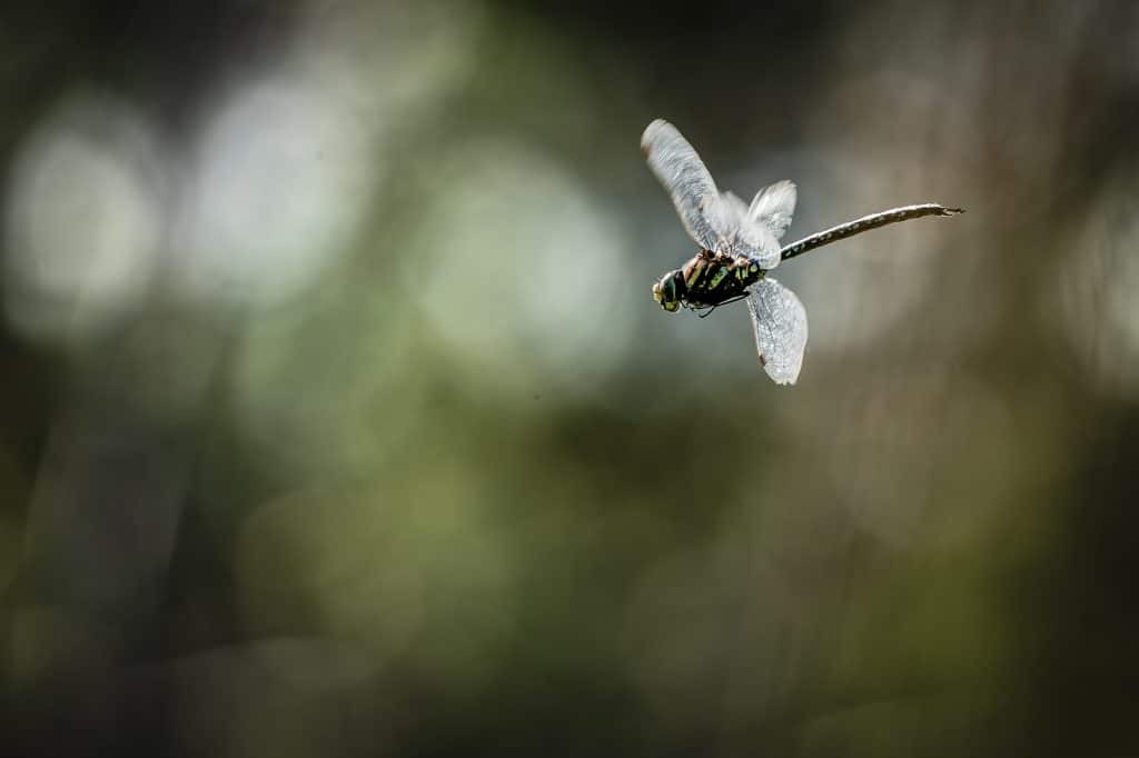 Photo-Macro-Yukon-2