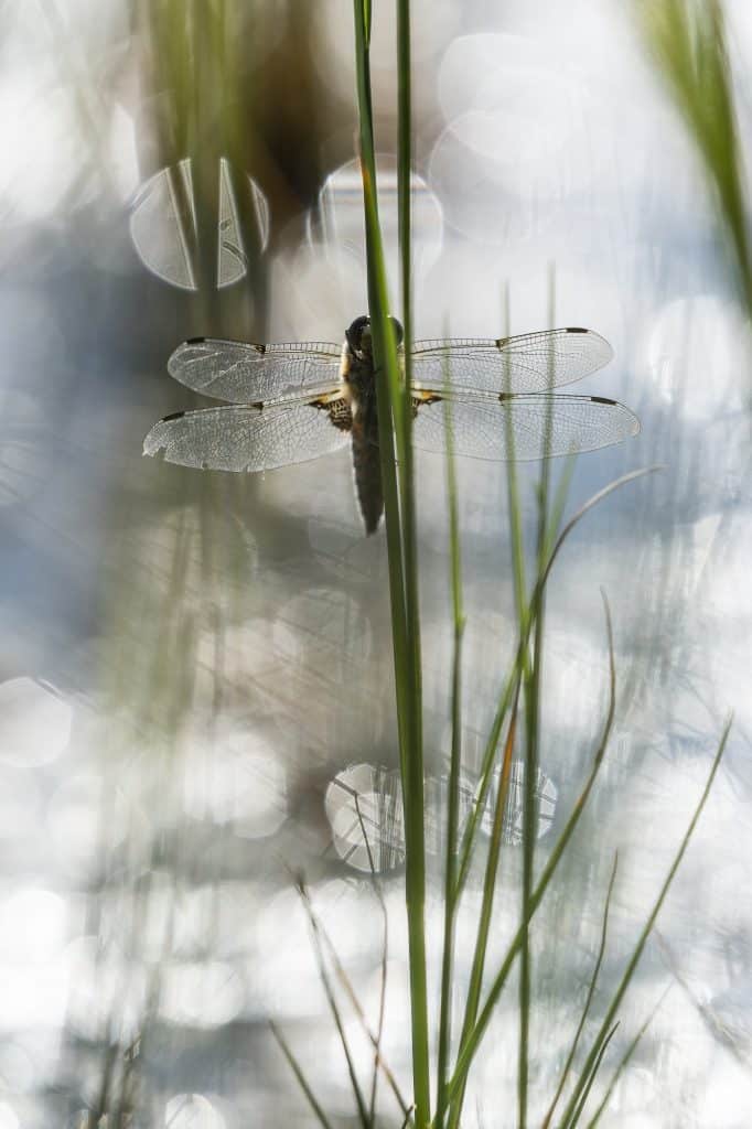 Photo-Macro-Yukon-3