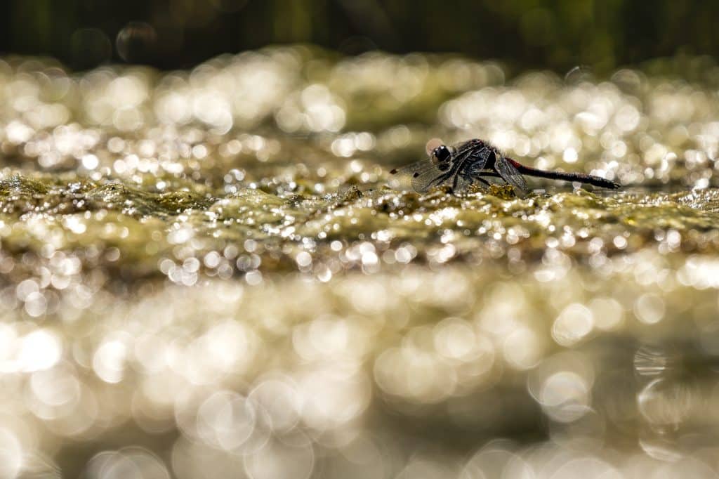 Photo-Macro-Yukon-4