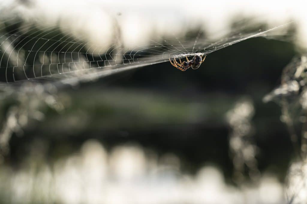 Photo-Macro-Yukon-5