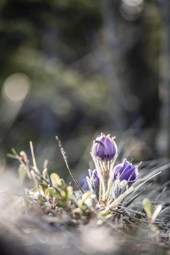 Photo-Macro-Yukon-6