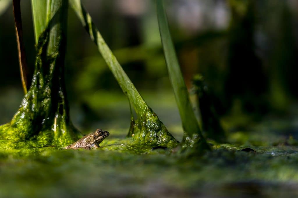 Photo-Macro-Yukon-7