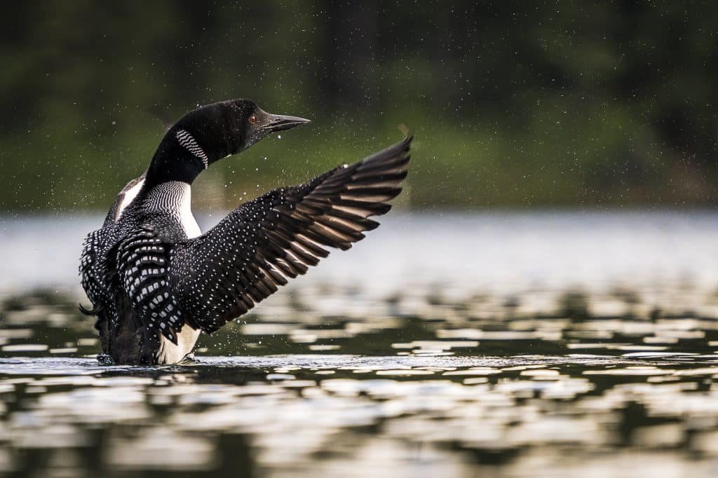 Plongeon-huard-yukon