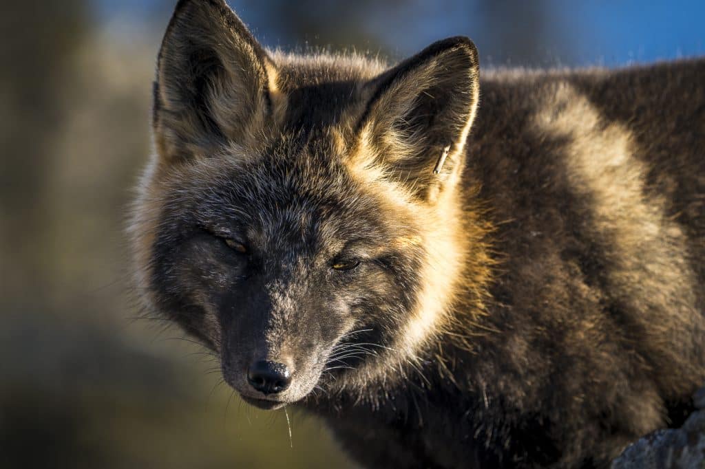 renard-roux-croise-yukon